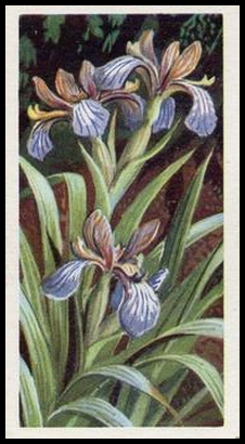 11 Stinking Iris